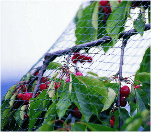 Anti-bird Nets