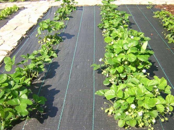 Weed Mat/ Ground Cover