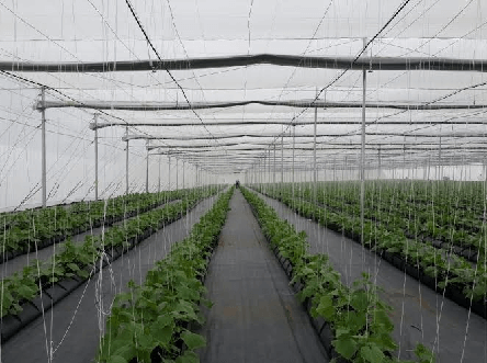 Crop Twines